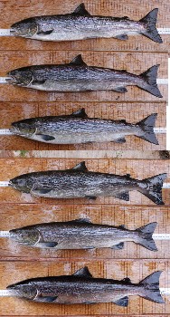 The six grilse which were recorded in the upstream trap on 9 & 10 October (Ben Rushbrooke).
